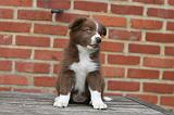 BORDER COLLIE 1274
